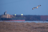 Hibou des marais (Short-eared Owl)