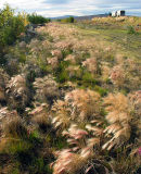 Roadside grass