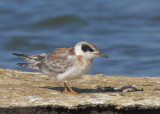 Forsters Tern, juvenile