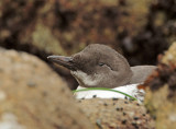 Common Murre, grounded