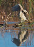 Black-crowned Night-Heron, juvenile