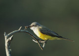 Tropical Kingbird, with bee