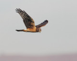 Northern Harrier, juvenile