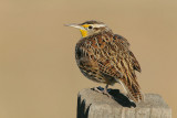 Western Meadowlark