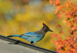 Stellers Jay