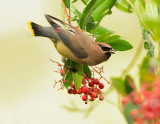 Cedar Waxwing