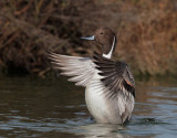 Northern Pintail, male