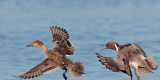 Northern Pintails, courting