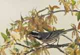 Blackthroated-Gray Warbler, male