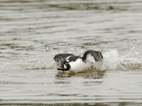 Common Goldeneye, male attacking