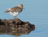 Least Sandpiper, non-breeding plumage