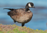 Cackling Goose, Aleutian