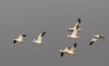 Snow Geese