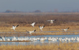 Rosss and Snow Geese, full-size picture