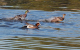Wigeons courting, Redwood Shores, January 2013