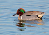 Green-winged Teal, male