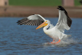 American White Pelican, landing