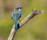 California Scrub-Jay