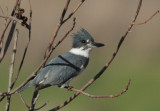 Belted Kingfisher, male