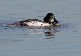 Common Goldeneye, male, with clam