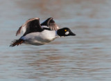 Common Goldeneye, male flying