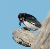 Acorn Woodpecker, female