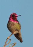Annas Hummingbird, male