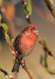 House Finch, male