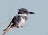 Belted Kingfisher, male