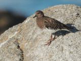 Black Turnstone