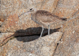 Whimbrel