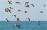 Marbled Godwits and Long-billed Curlews, flocking together