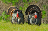 Wild Turkeys, males displaying