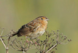 Grasshopper Sparrow