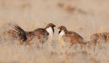 Greater Sage Grouse, males facing off