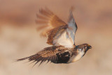 Greater Sage Grouse, flying male