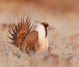 Greater Sage Grouse, displaying male
