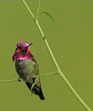 Anna's Hummingbirds