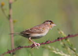 Grasshopper Sparrow