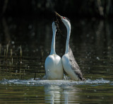 Western Grebes, courting display