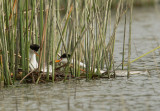 Clarks Grebes, pair at nest