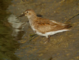 Dunlin, molting