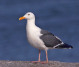 Western Gull, adult
