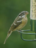 Black-headed Grosbeak, female