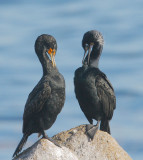 Brandts & Double-crested Cormorants