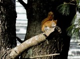 Big Red