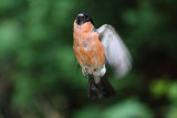 15. Hesitant Bullfinch.jpg