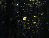 light in the forest 027