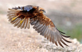 marsh_harrier זרון סוף