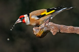 goldfinch חוחית